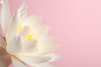 Beautiful white lotus flower on light pink background, closeup. Space for text
