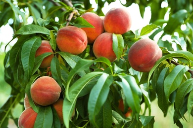 Photo of Fresh ripe peaches on tree in garden