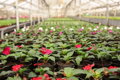 Photo of Many blooming flowers in greenhouse. Home gardening