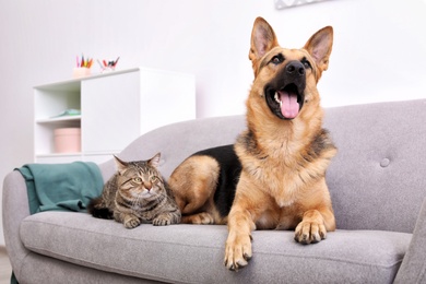 Adorable cat and dog resting together on sofa indoors. Animal friendship