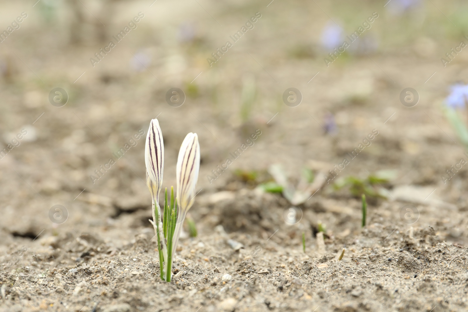 Photo of Beautiful blooming white crocus flowers in garden