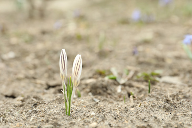 Photo of Beautiful blooming white crocus flowers in garden