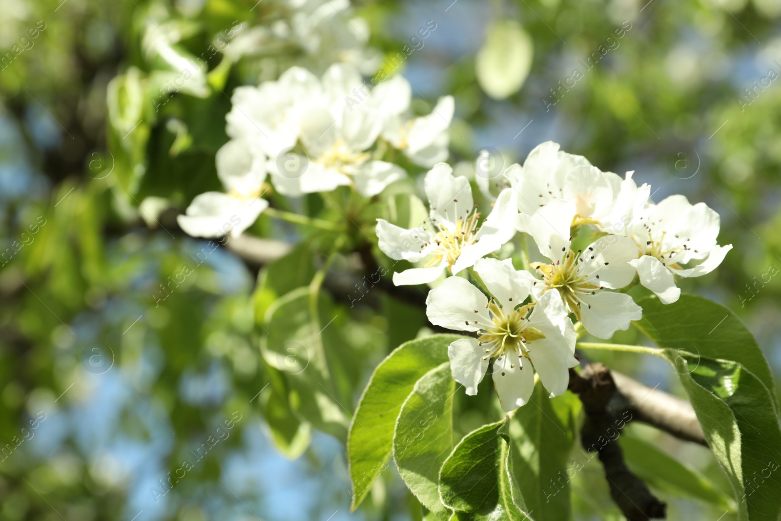 Photo of Beautiful blossoming pear tree outdoors on sunny day, closeup. Space for text