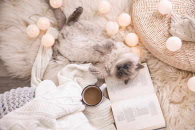 Photo of Birman cat, cup of drink and book on rug at home, top view. Cute pet