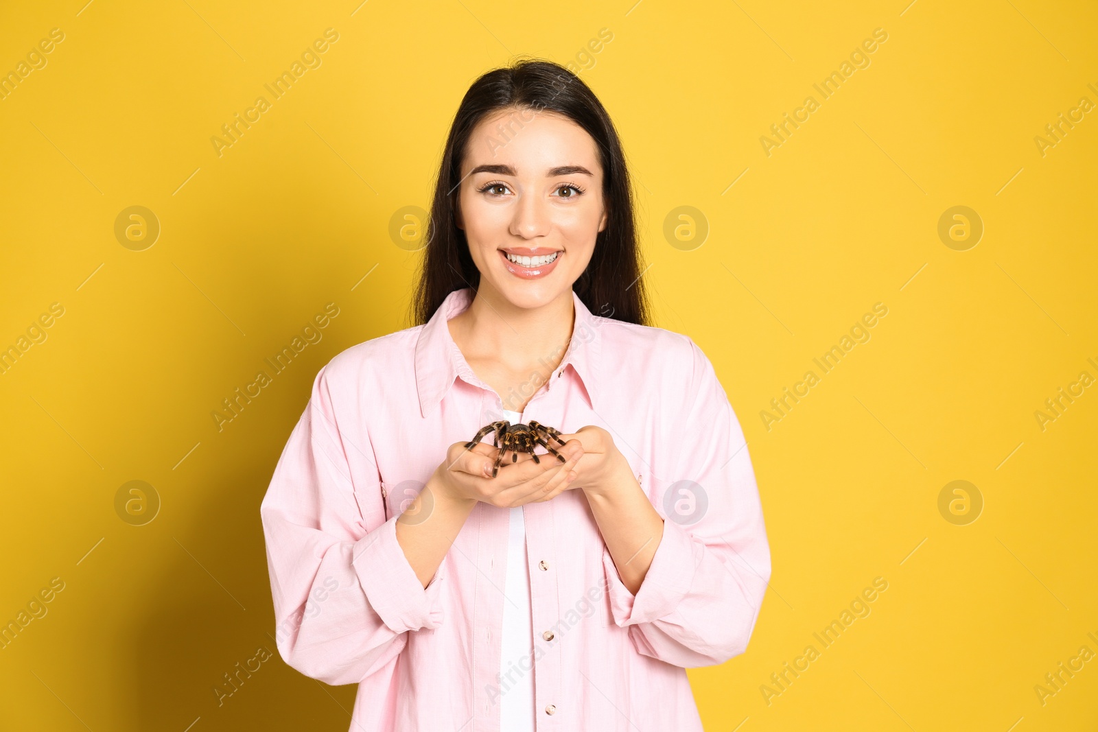 Photo of Woman holding striped knee tarantula on yellow background. Exotic pet