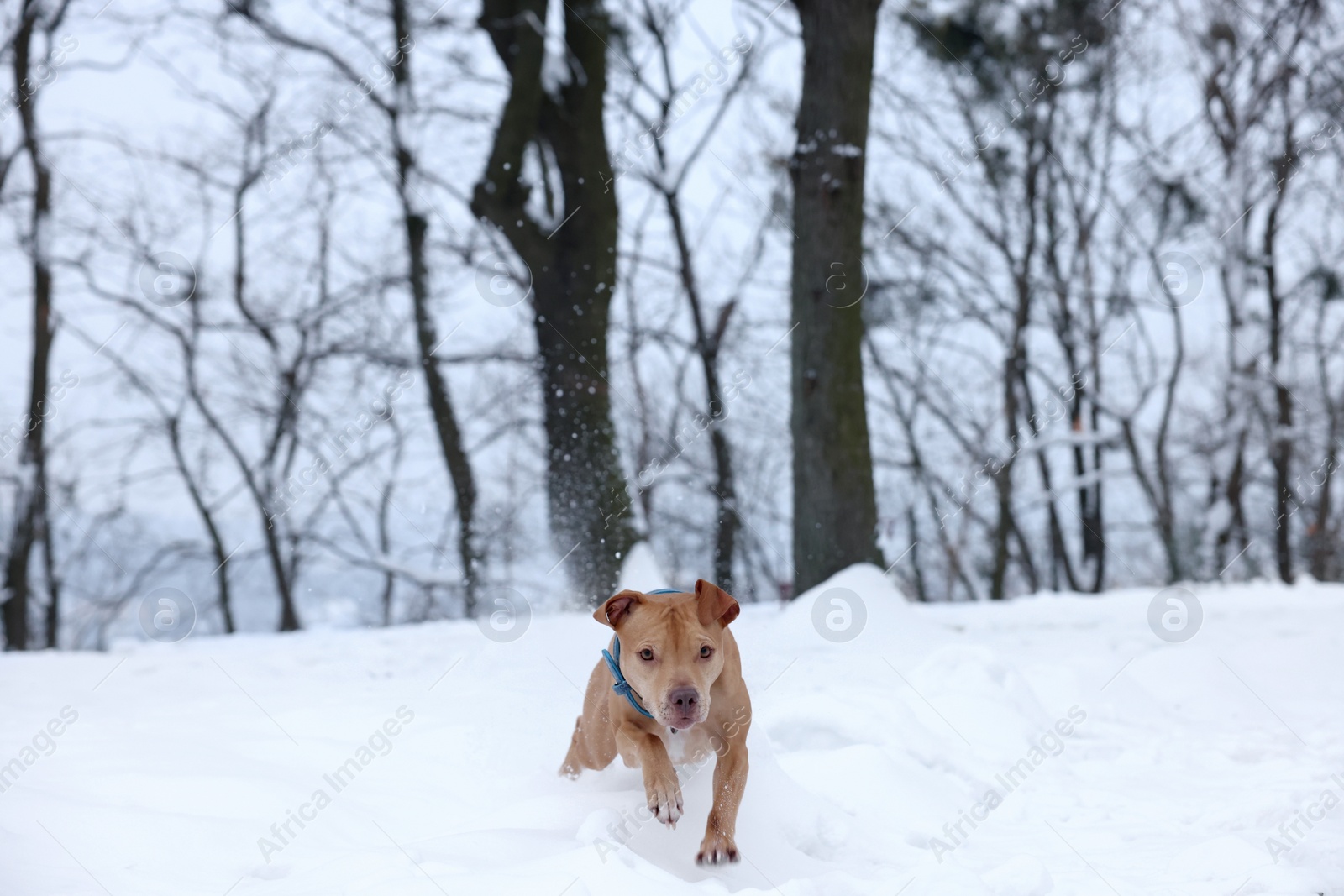 Photo of Cute ginger dog running in snowy forest