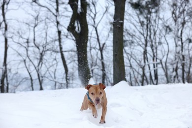 Photo of Cute ginger dog running in snowy forest