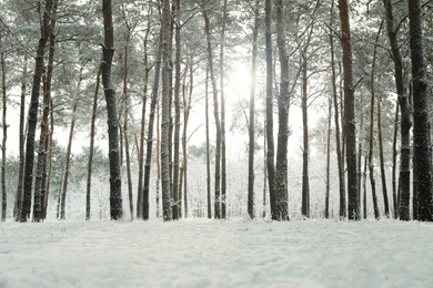 Photo of Beautiful view of snowy forest on winter day