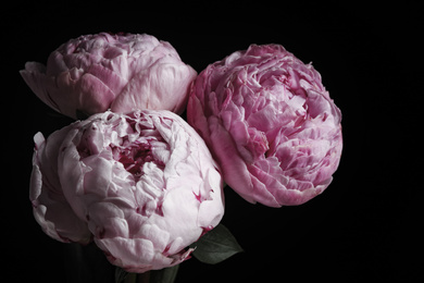 Beautiful fresh peonies on black background, closeup. Floral card design with dark vintage effect