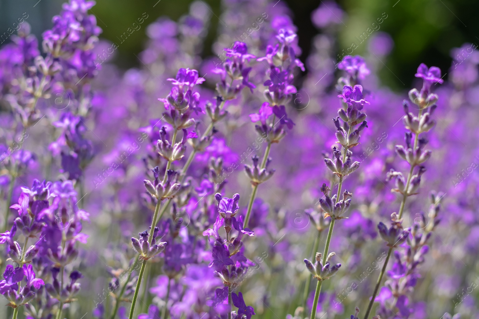 Photo of Beautiful blooming lavender in field, closeup view