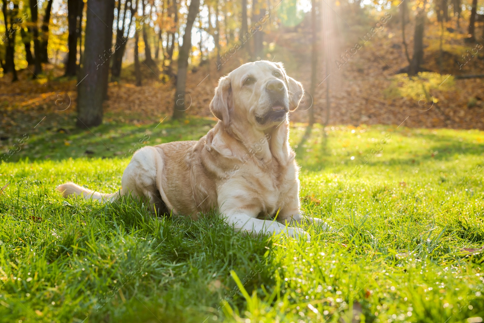 Photo of Cute Labrador Retriever dog on green grass in sunny autumn park