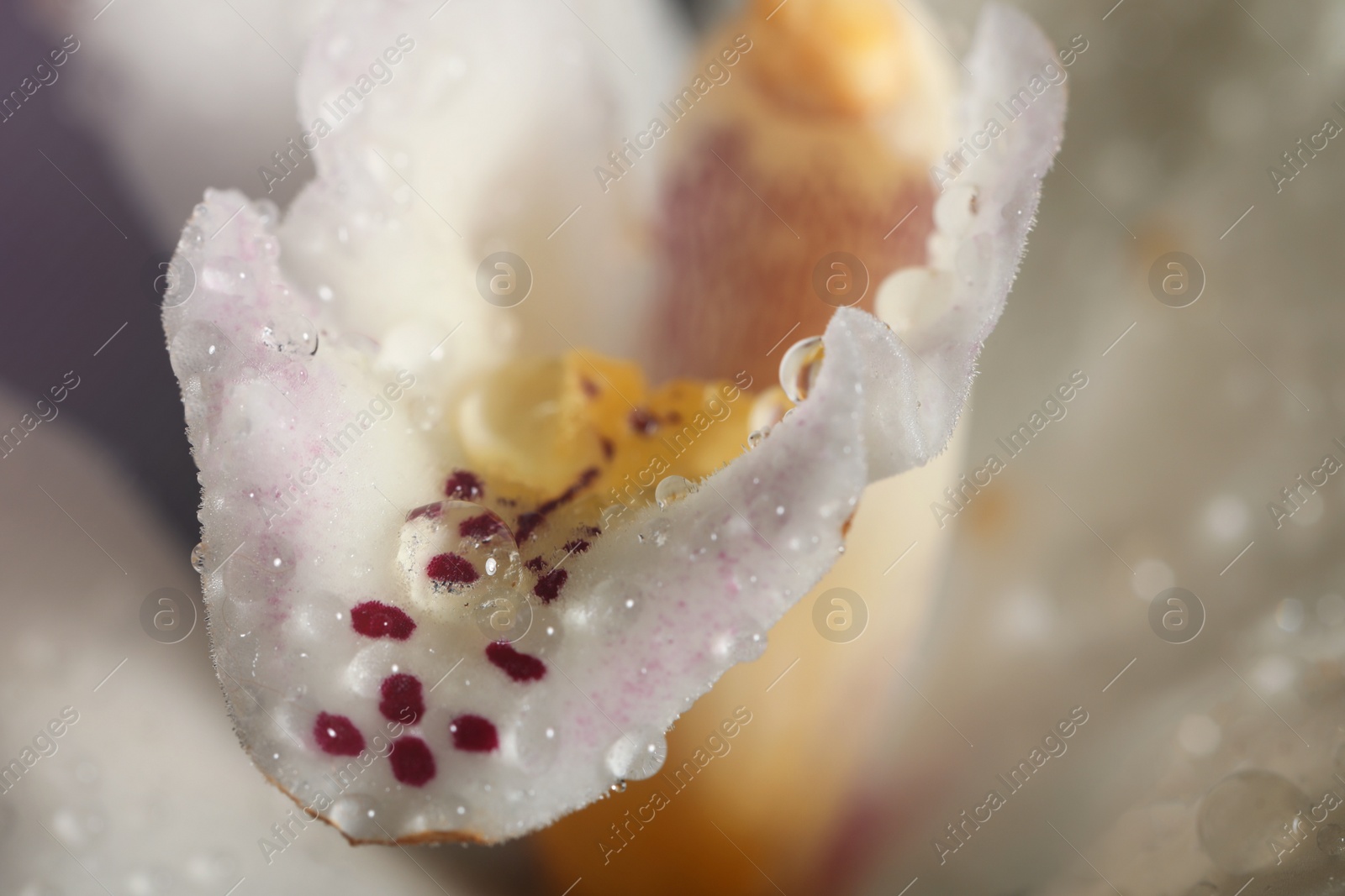 Photo of Closeup view of beautiful blooming orchid flower with dew drops as background