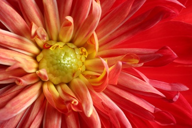 Photo of Beautiful red dahlia flower as background, closeup