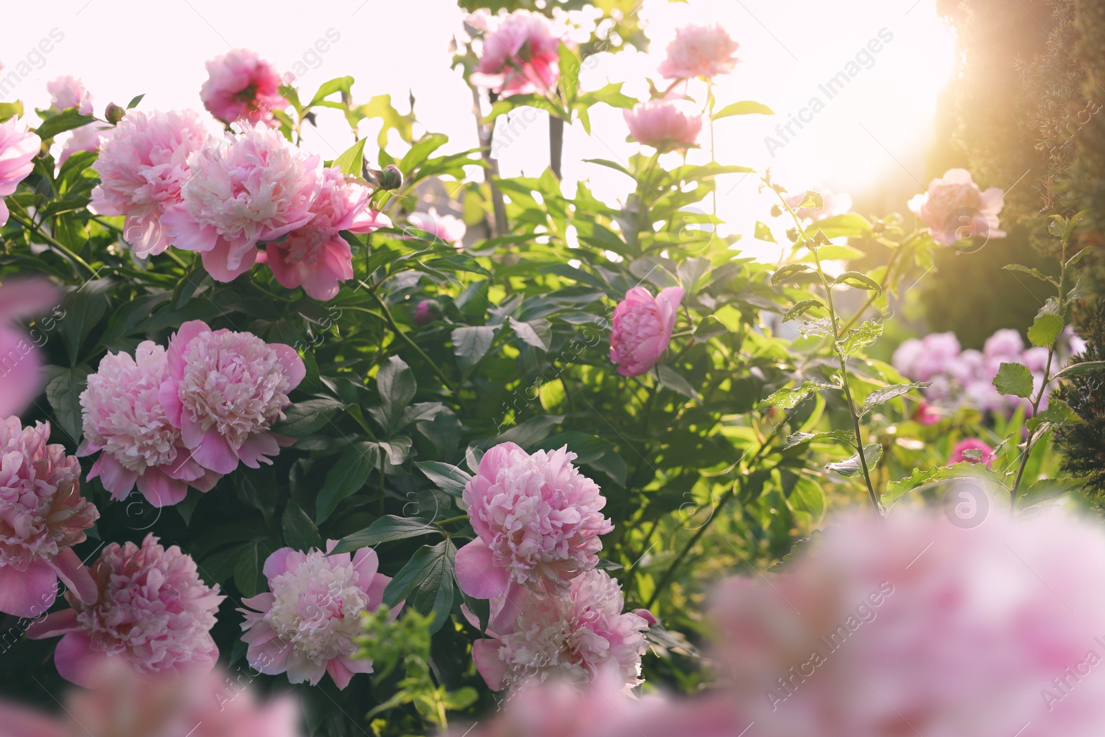 Photo of Blooming peony plant with beautiful pink flowers outdoors