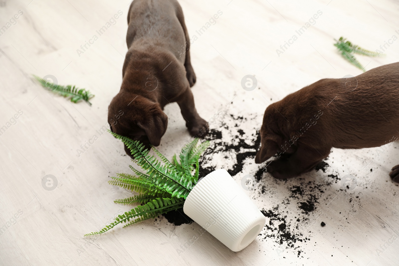 Photo of Chocolate Labrador Retriever puppies with overturned houseplant at home