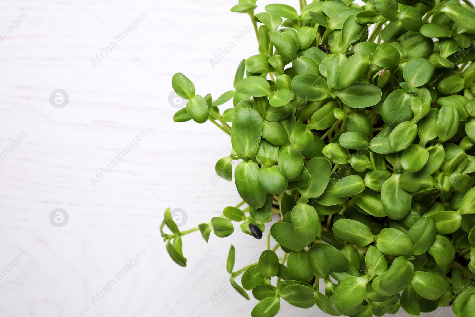 Photo of Fresh organic microgreen on white table, top view. Space for text