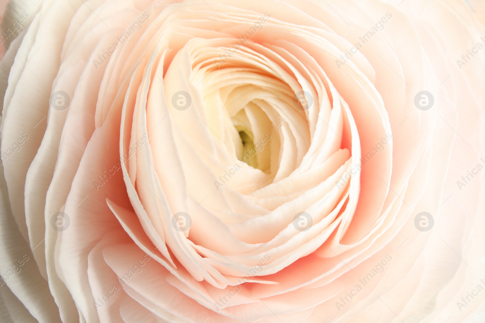 Photo of Beautiful ranunculus flower as background, macro view