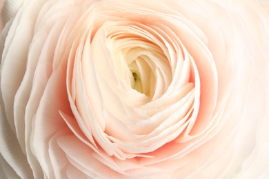 Photo of Beautiful ranunculus flower as background, macro view