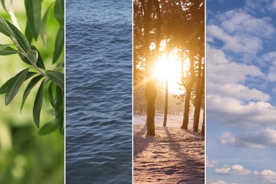 Collage with photos of water, green plant, blue sky and sun. Beautiful nature 