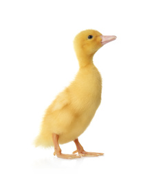 Photo of Cute fluffy gosling on white background. Farm animal