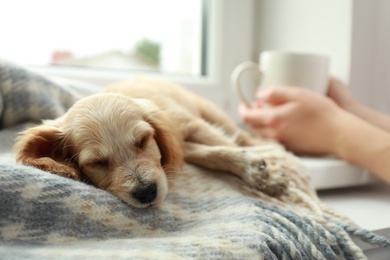 Photo of Cute English Cocker Spaniel puppy sleeping on blanket near window indoors