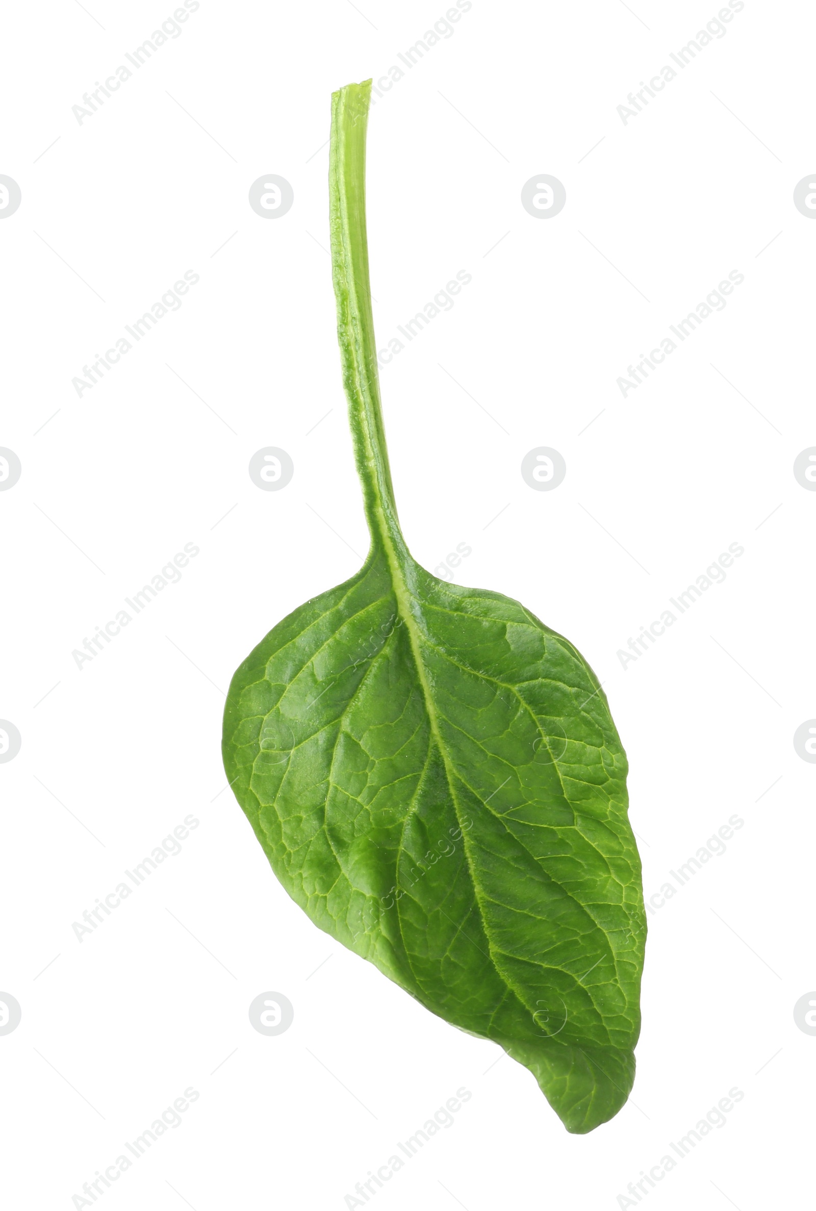 Photo of Fresh leaf of spinach isolated on white