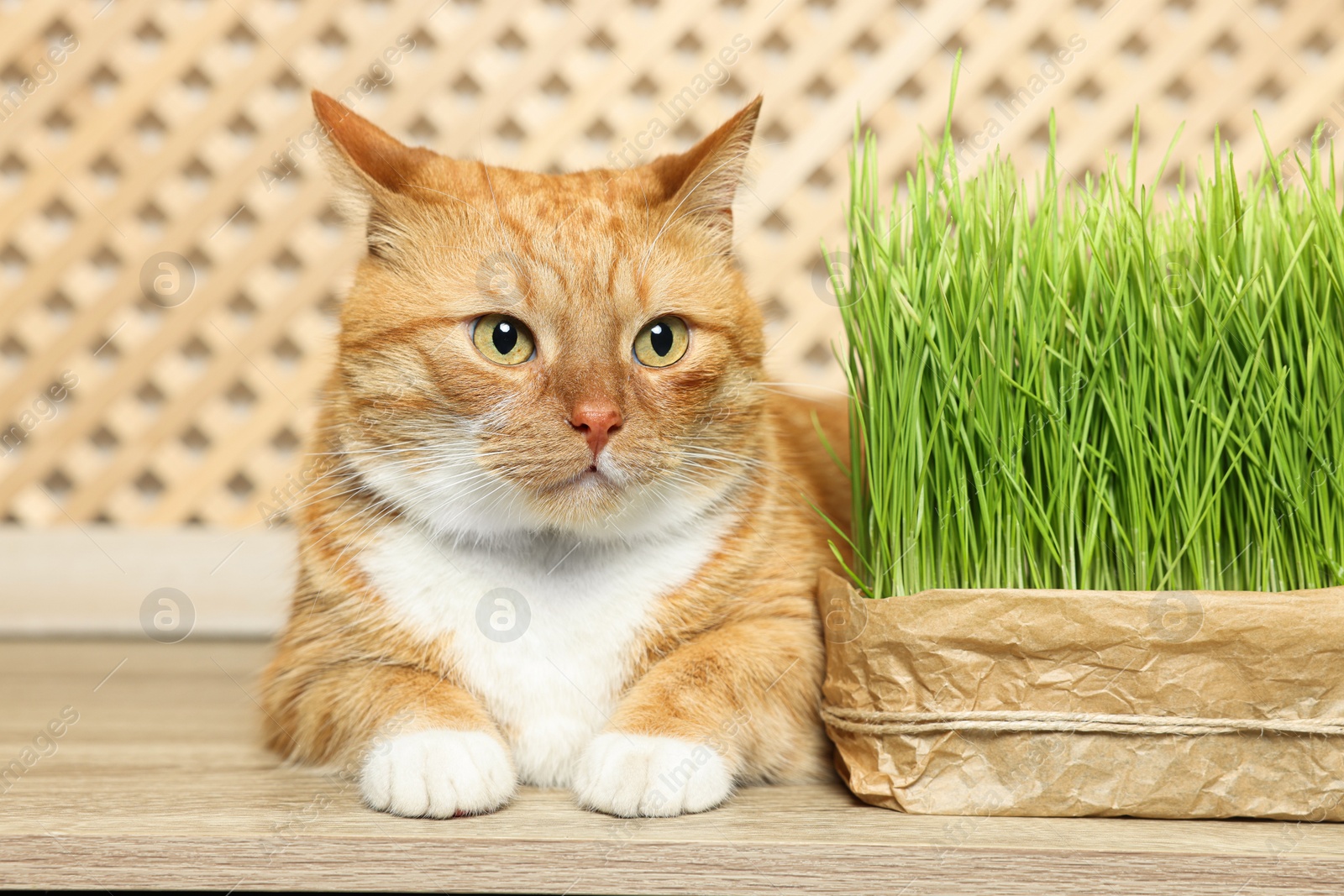 Cute ginger cat near potted green grass on wooden table Photo of Cute ginger cat near potted green grass on wooden table