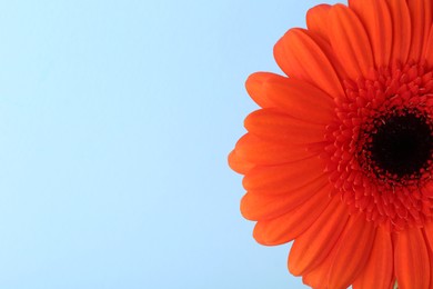Photo of Beautiful orange gerbera flower on light blue background, top view. Space for text