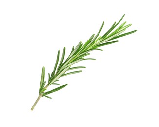 Photo of Sprig of fresh rosemary isolated on white
