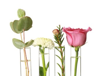 Photo of Different plants in test tubes on white background