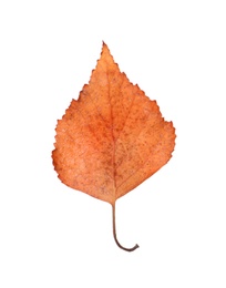 Photo of Beautiful leaf isolated on white. Autumn season