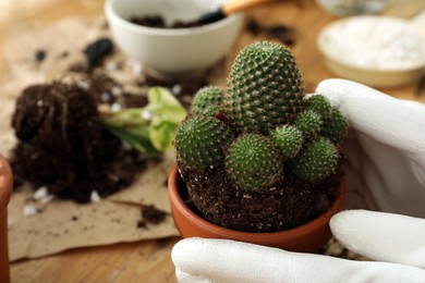 Photo of Woman transplanting houseplants at wooden table, closeup