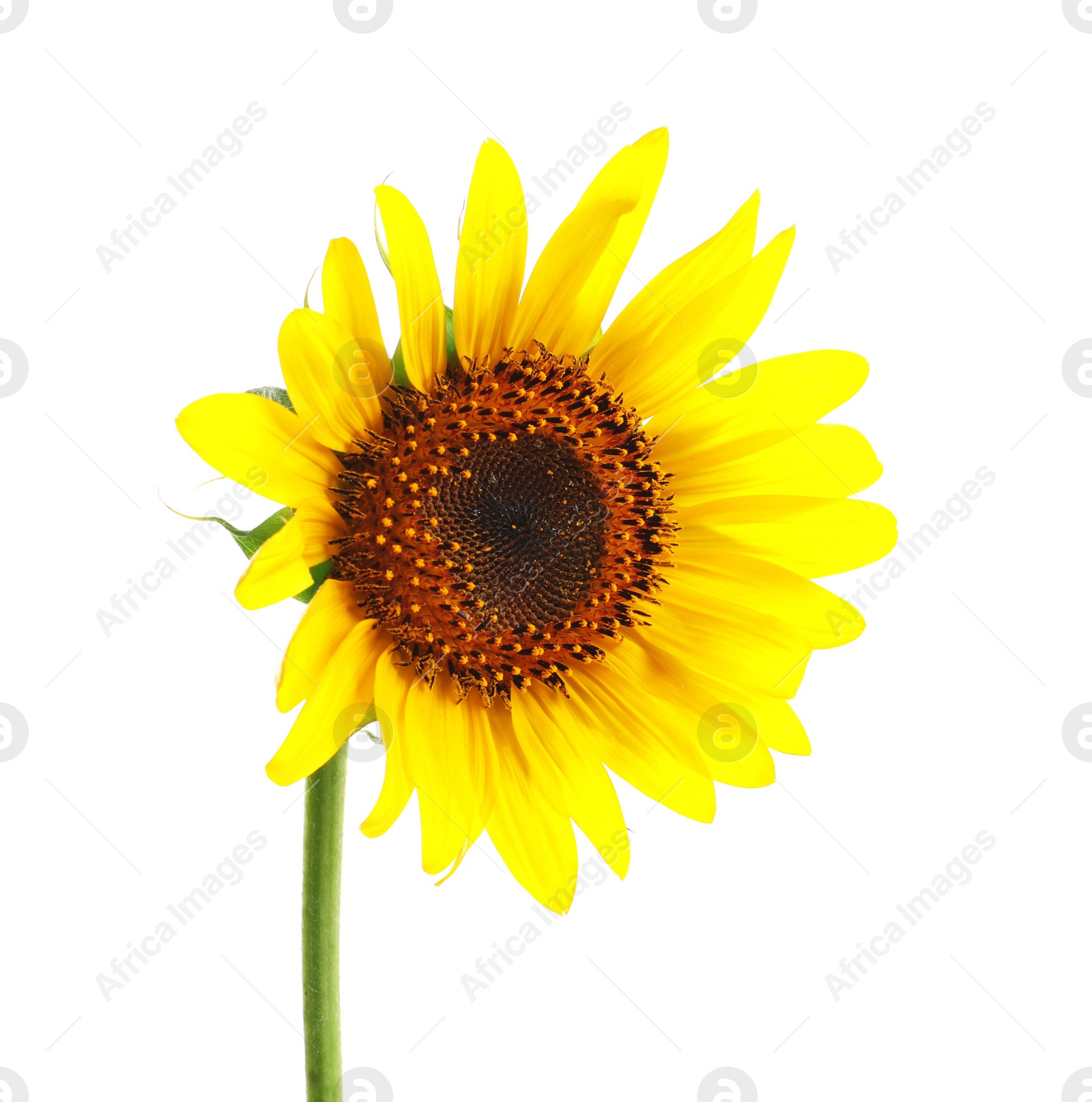 Photo of Beautiful bright yellow sunflower on white background