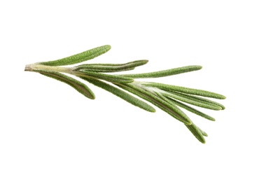 Photo of Fresh rosemary on white background
