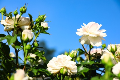 Photo of Green bush with beautiful roses in blooming garden on sunny day