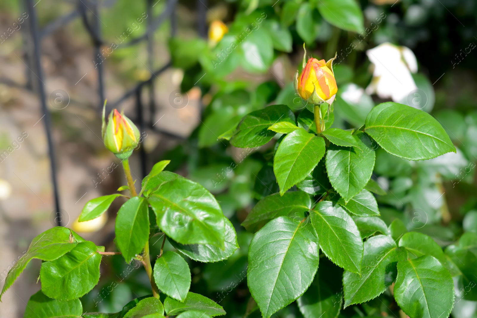 Photo of Beautiful rose flowers blooming outdoors, closeup view