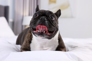 Photo of Adorable French Bulldog lying on bed indoors. Lovely pet
