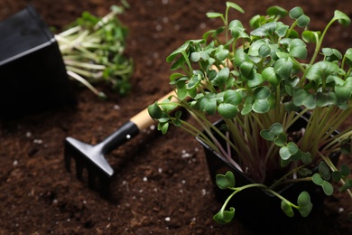 Photo of Fresh organic microgreen and rake on soil in garden, closeup
