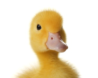 Photo of Cute fluffy gosling on white background, closeup. Farm animal