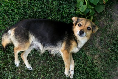 Photo of Cute dog lying on green grass outdoors, top view
