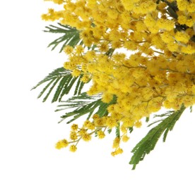 Photo of Beautiful mimosa plant with yellow flowers isolated on white