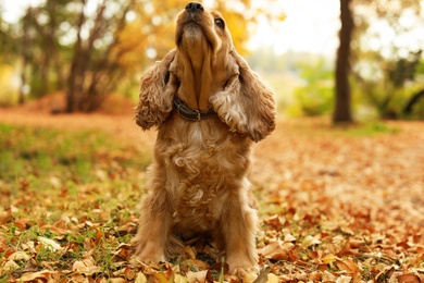 Photo of Cute Cocker Spaniel in park. Autumn walk