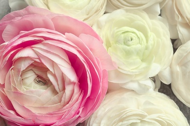 Photo of Beautiful ranunculus flowers, closeup