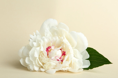 Photo of Beautiful white peony flower on beige background, closeup