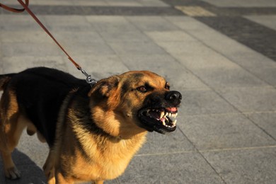Photo of Aggressive German Shepherd dog on city street