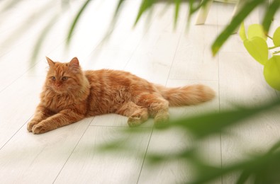 Photo of Adorable red cat near green houseplant on floor at home