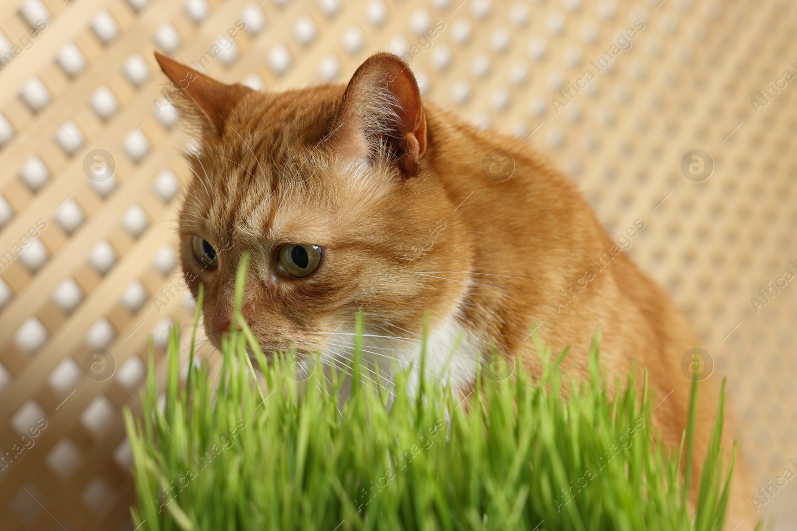 Photo of Cute ginger cat near potted green grass indoors