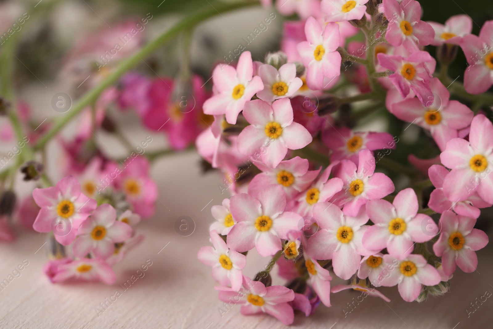 Photo of Beautiful pink Forget-me-not flowers on white wooden table, closeup