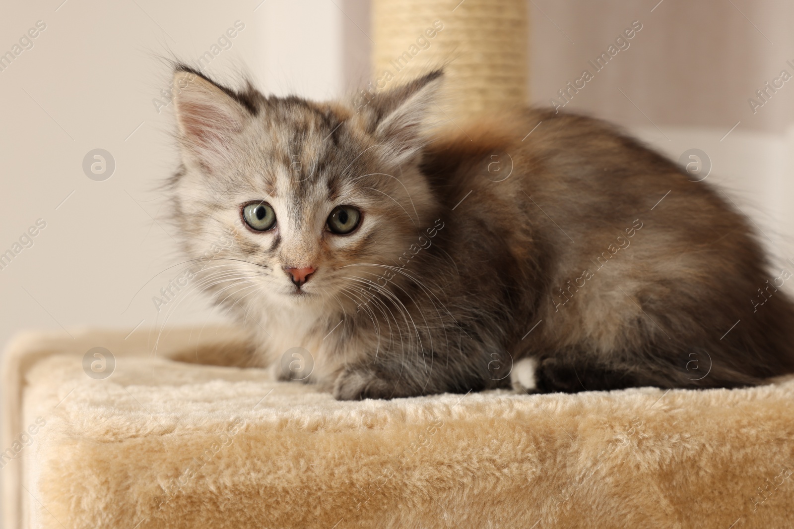 Photo of Cute fluffy kitten on cat tree at home