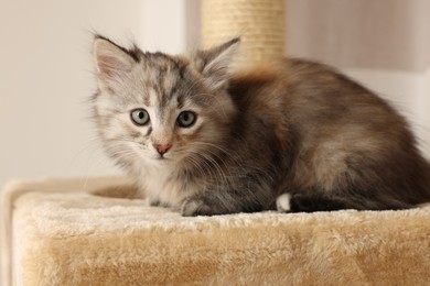 Cute fluffy kitten on cat tree at home